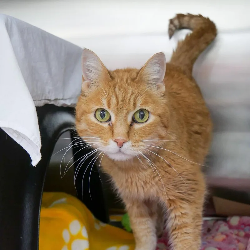 A senior medium-sized male Orange / Red Domestic Short Hair cat named Stan for adoption in Albuquerque, NM