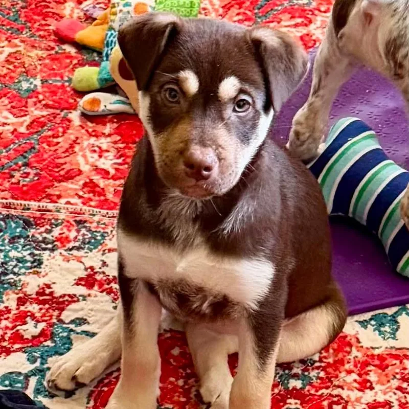 A baby medium-sized female Brown / Chocolate Shepherd dog named Fernie LH for adoption in Austin, TX