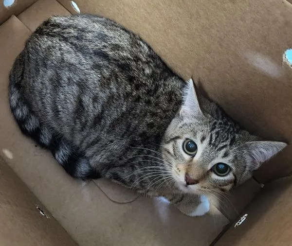 A young medium-sized female Domestic Short Hair cat named Nf for adoption in Lawrenceville, GA