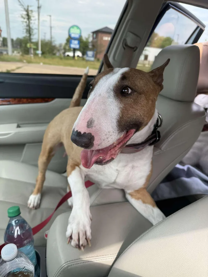 An adult large-sized female Bull Terrier dog named Athena for adoption in New York, NY