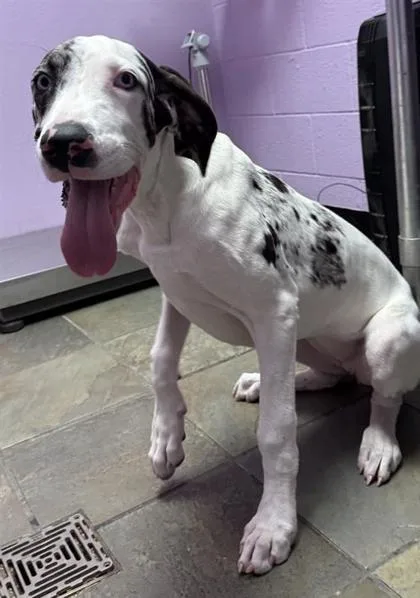 A baby large-sized female Great Dane dog named 61803636 for adoption in El Paso, TX