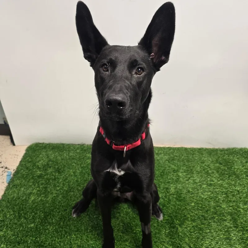 Midnight thumbnail 3