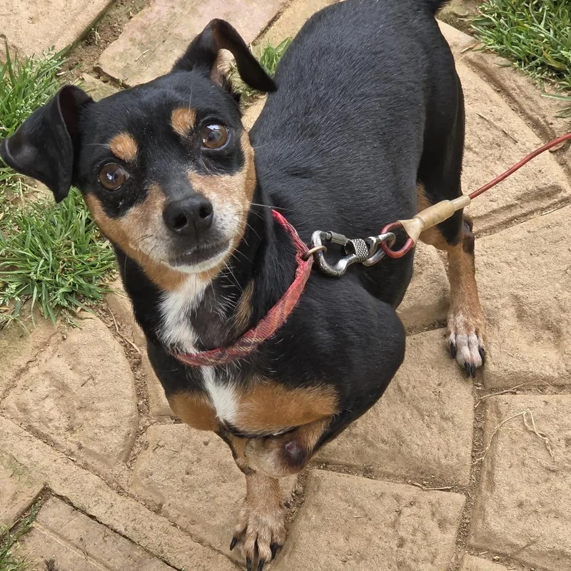 A senior small-sized female Black Mixed Breed dog named Ruby for adoption in Winston Salem, NC