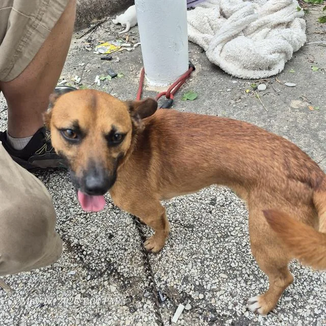 An adult small-sized male Chihuahua dog named Lil Dude for adoption in San Antonio, TX