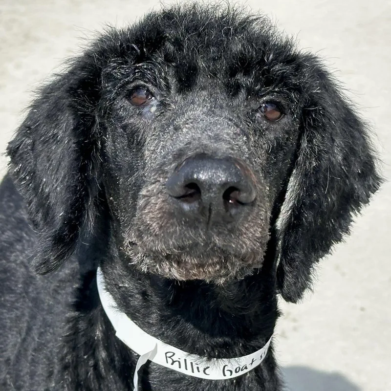 An adult large-sized female Black Poodle dog named Beauty for adoption in Matteson, IL