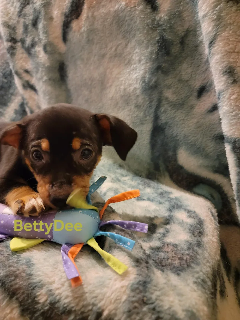 Betty Dee thumbnail 3