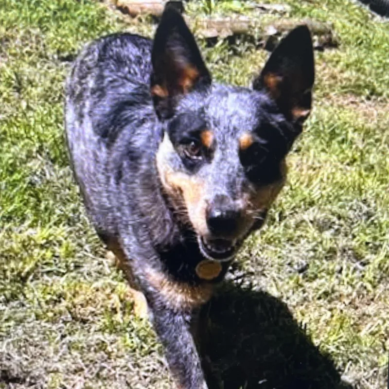 An adult medium-sized female Black Australian Cattle Dog / Blue Heeler dog named Bella for adoption in Marble, NC