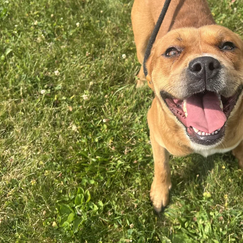 Otis LOOKING FOR OWNER thumbnail 2