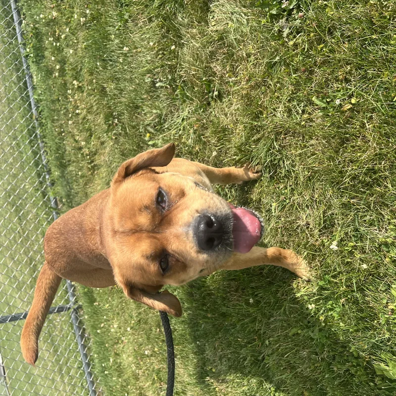 Otis LOOKING FOR OWNER thumbnail 4