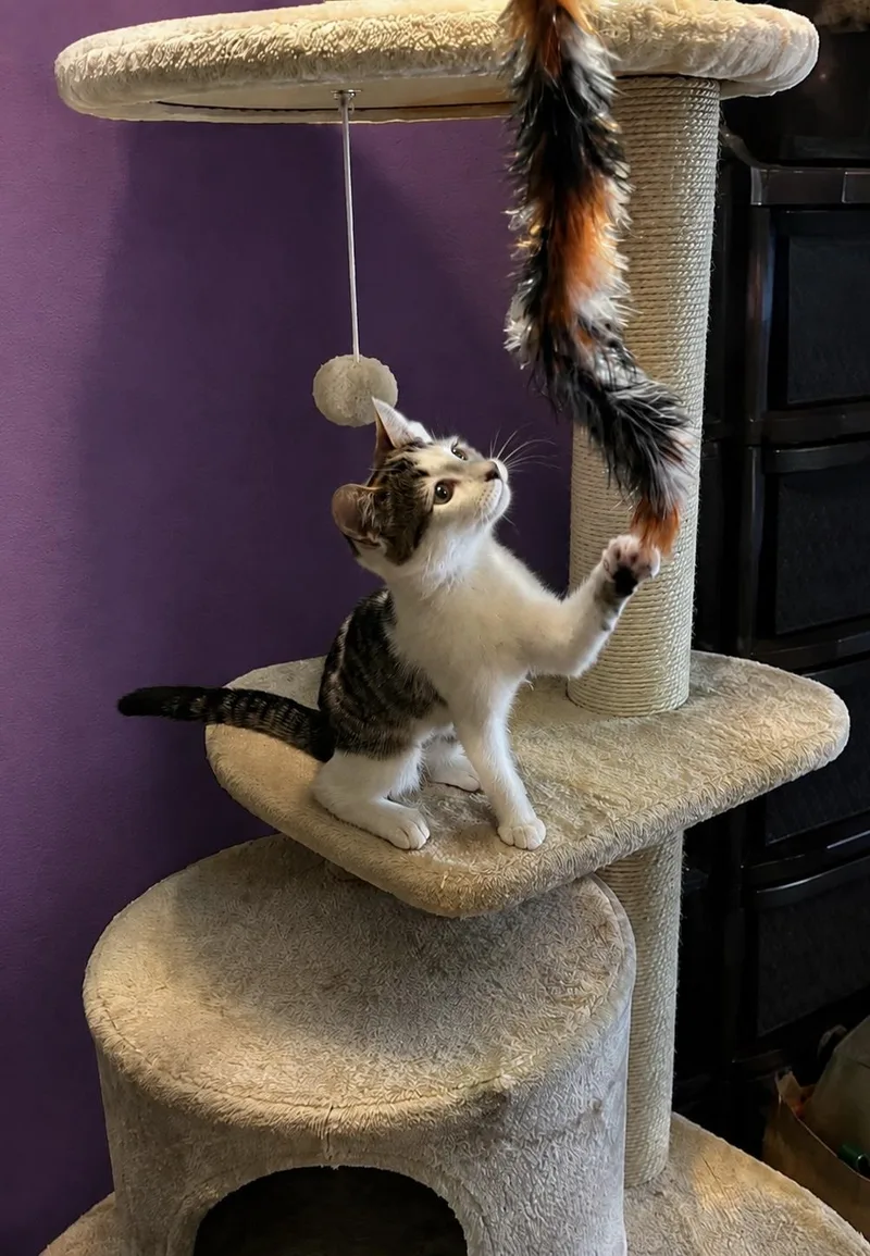A young medium-sized female Gray & White Domestic Short Hair cat named Truly for adoption in Belchertown, MA