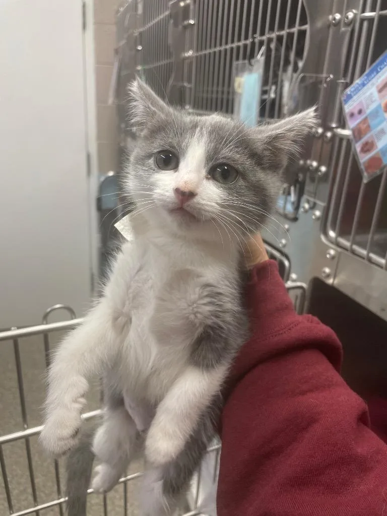 A baby small-sized female Domestic Short Hair cat named Traci for adoption in Blountville, TN