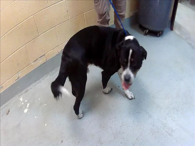 An adult large-sized male Border Collie dog named Yang for adoption in Tulsa, OK