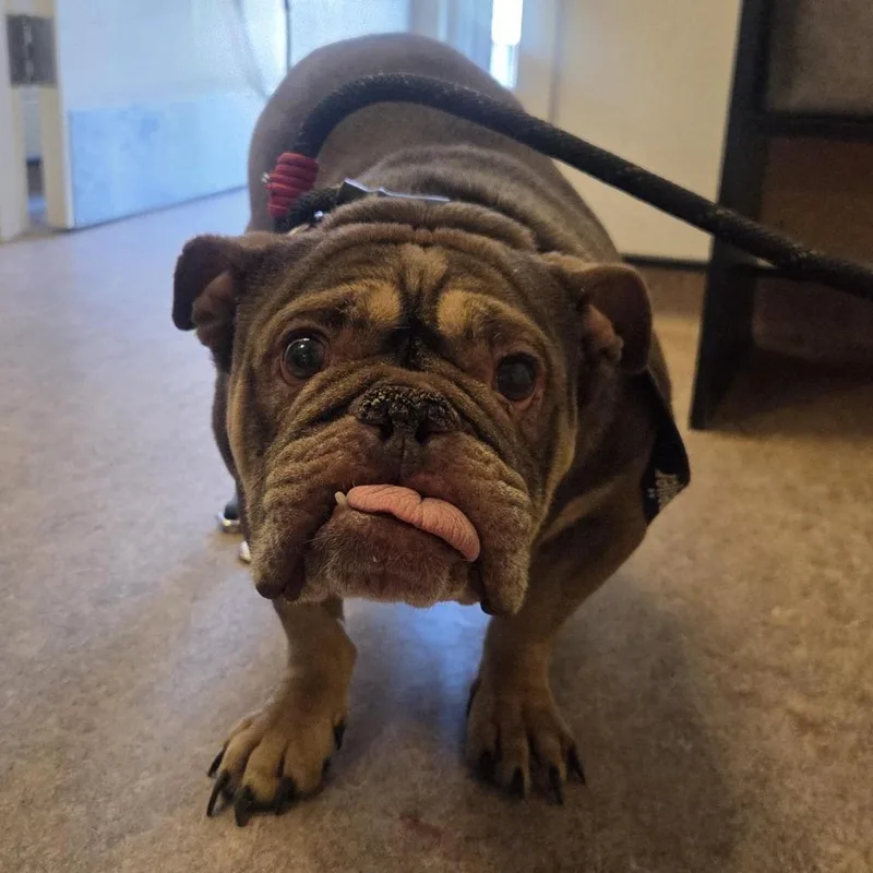 An adult medium-sized female Brown / Chocolate English Bulldog dog named Madonna for adoption in Saint Louis, MO