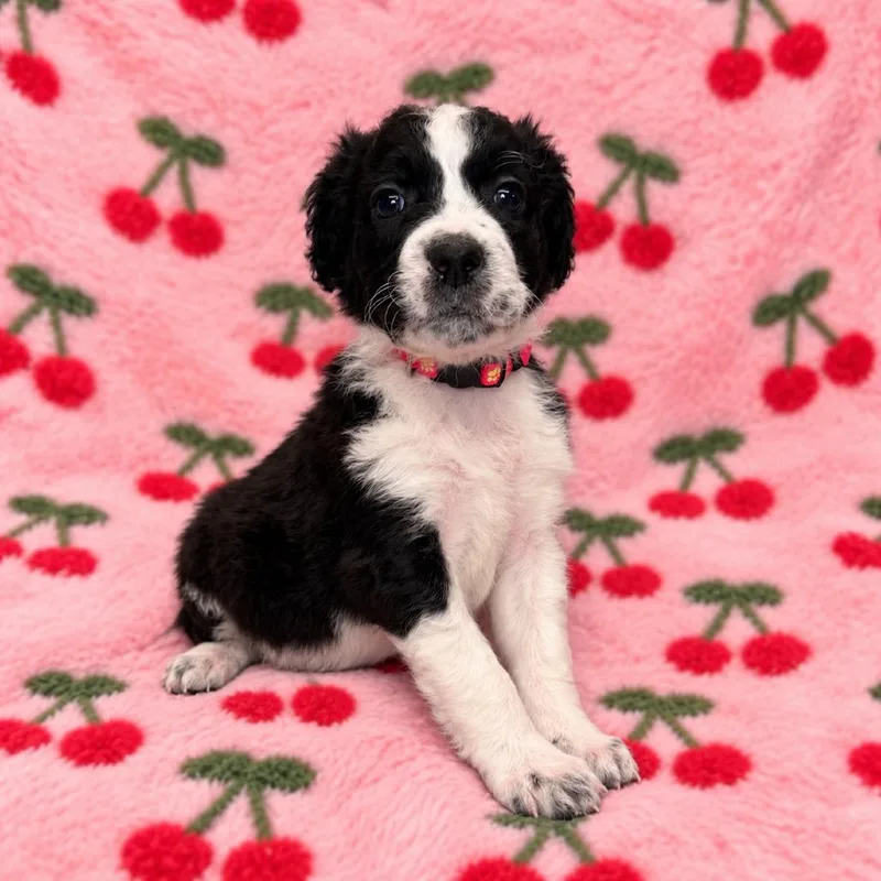 A baby medium-sized female Black German Wirehaired Pointer dog named Cherry for adoption in St. Peters, MO