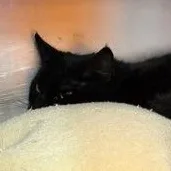 An adult medium-sized male Black Domestic Short Hair cat named Jagger for adoption in Rapid City, SD