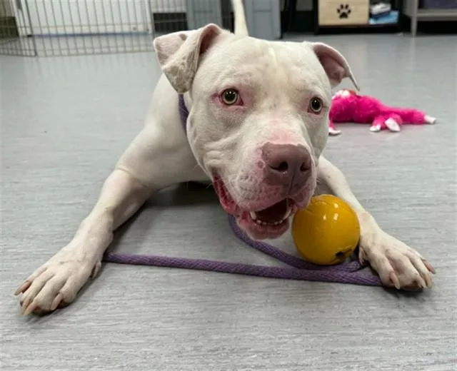 A young large-sized male Pit Bull Terrier dog named Freckles for adoption in Colorado Springs, CO