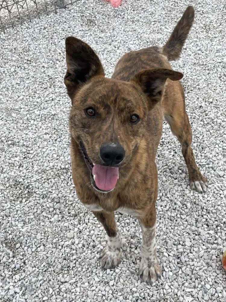 An adult medium-sized male Brindle Australian Cattle Dog / Blue Heeler dog named Buckeye for adoption in Bolivar, MO