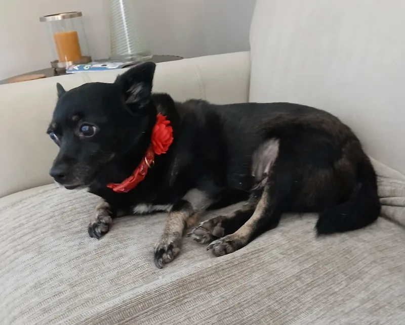 A senior small-sized female Black Schipperke dog named Nikki for adoption in Linwood, MI