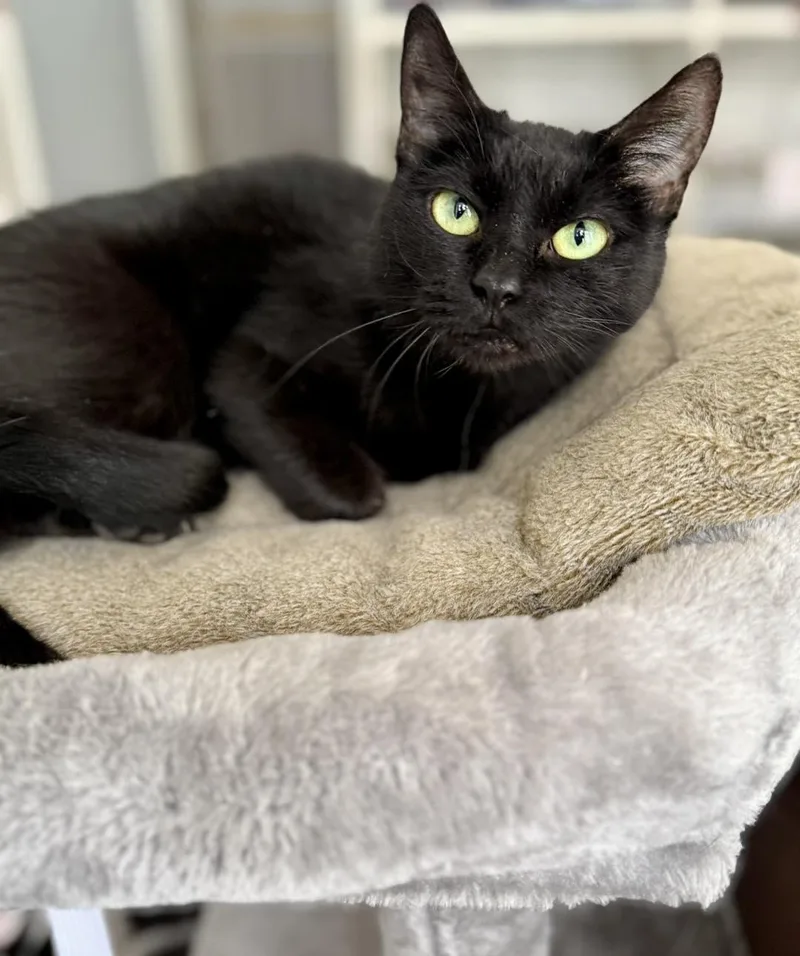 Luna Lula thumbnail 2