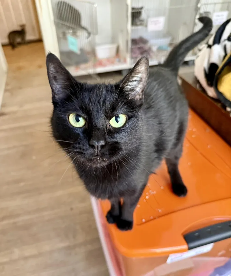 Luna Lula thumbnail 3