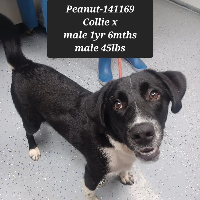 Peanut