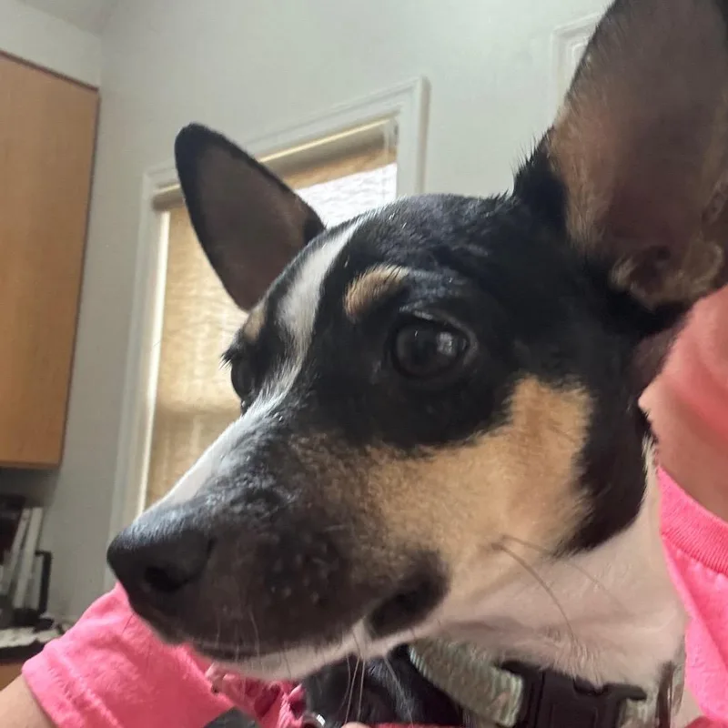 A baby small-sized female White / Cream Rat Terrier dog named Bbq for adoption in Rockville, MD