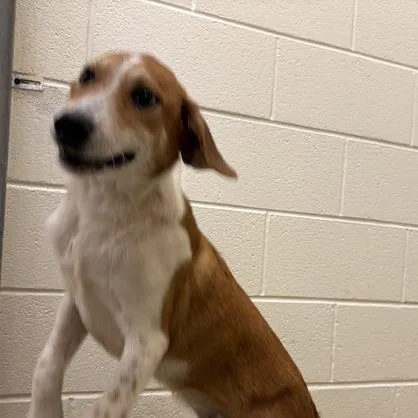 A baby medium-sized male Yellow / Tan / Blond / Fawn Mixed Breed dog named Bts for adoption in Asheville, NC
