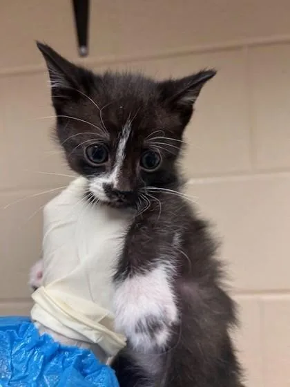 A baby small-sized male Domestic Short Hair cat named Grumpy Bear for adoption in Irving, TX