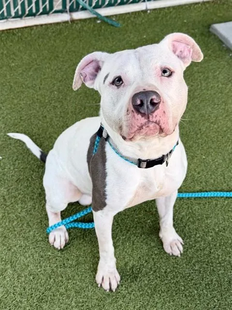 An adult large-sized male Terrier dog named Halls for adoption in Olivette, MO
