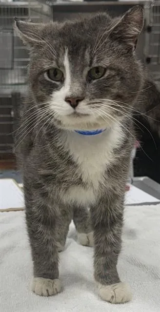 An adult medium-sized male Domestic Short Hair cat named Langston for adoption in Upper Marlboro, MD