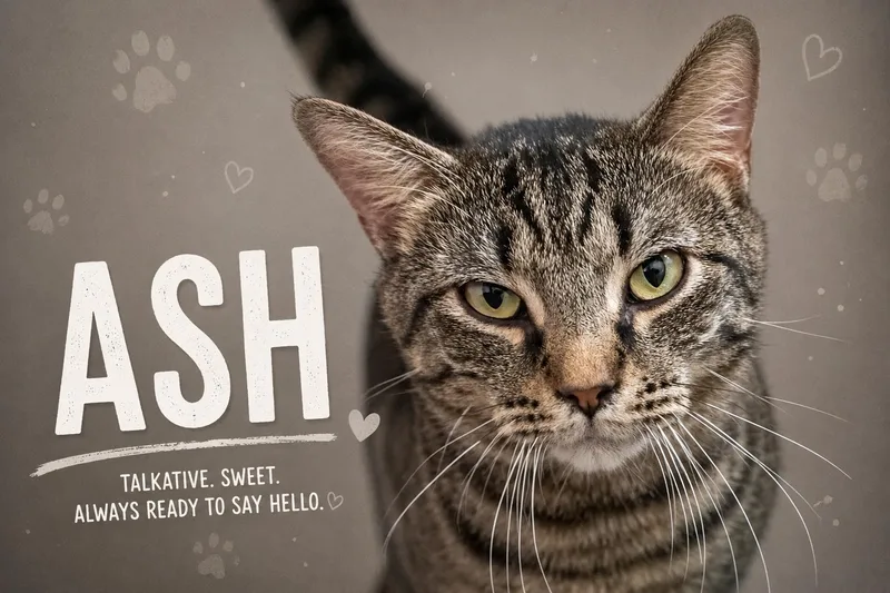 Ash thumbnail 3