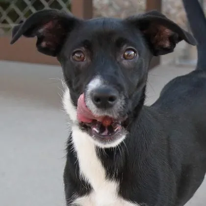 A baby medium-sized male Black Mixed Breed dog named Trundle for adoption in Rapid City, SD