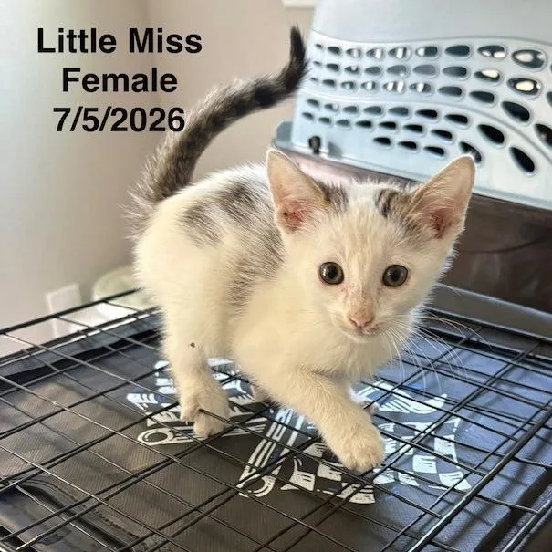 A baby small-sized female White Domestic Short Hair cat named Little Miss for adoption in League City, TX
