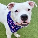 An adult medium-sized male White / Cream American Staffordshire Terrier dog named Ice for adoption in St Petersburg, FL