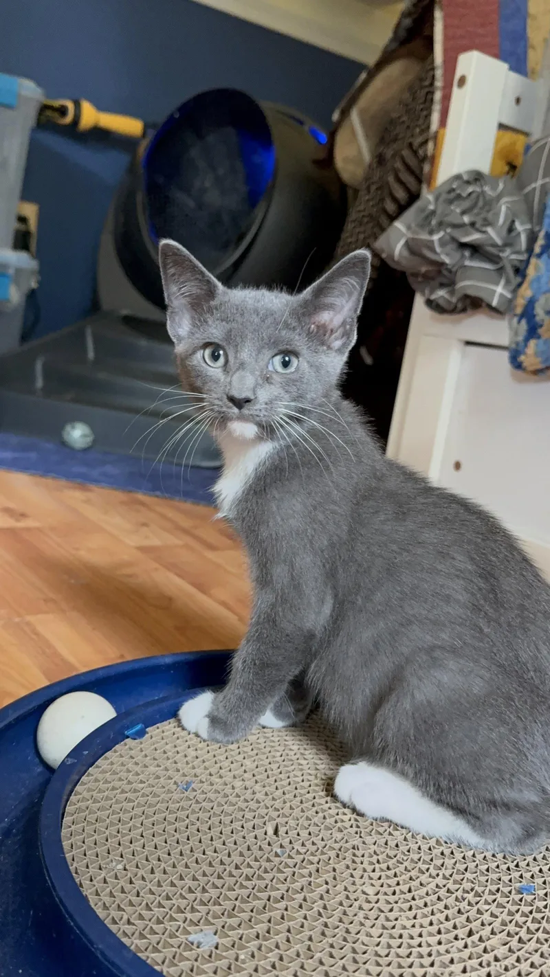 A baby medium-sized male Gray & White Domestic Short Hair cat named Boba for adoption in King George, VA