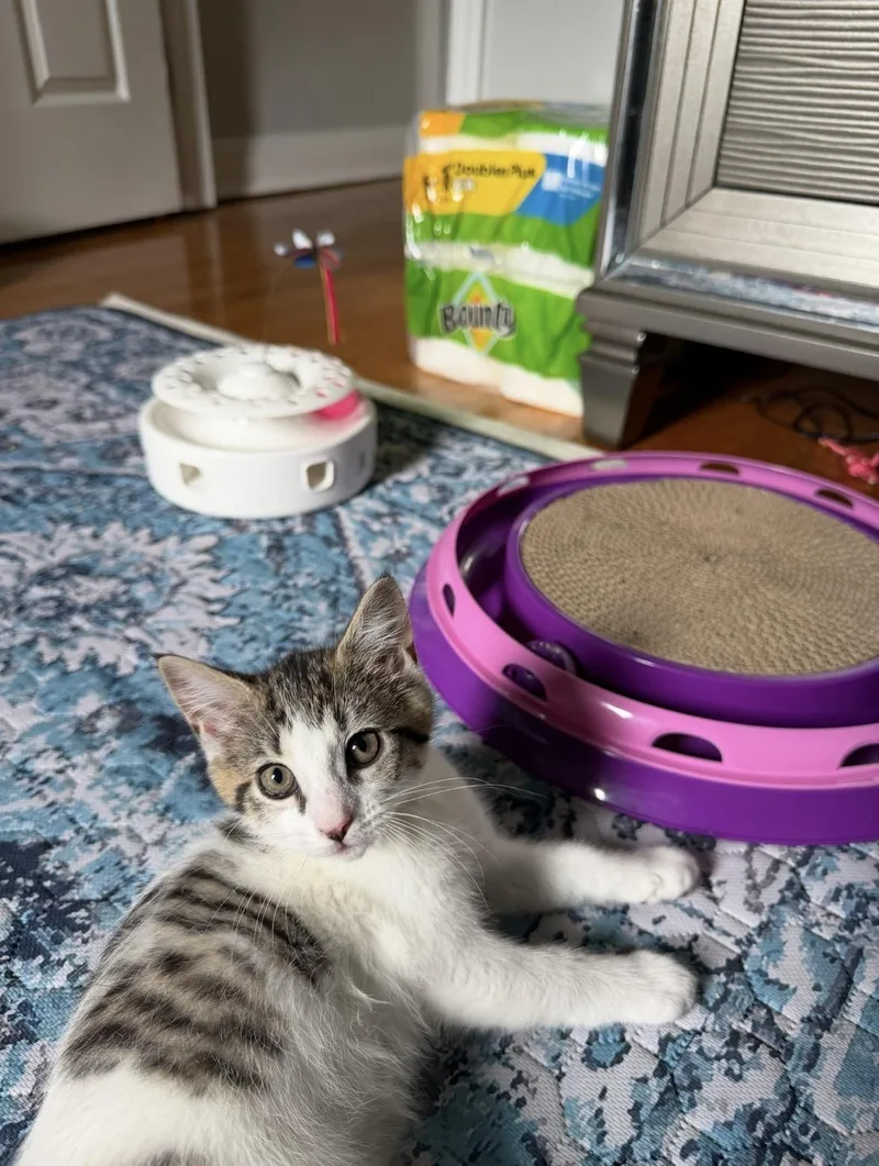A baby medium-sized male Domestic Short Hair cat named Niko & Zina for adoption in Stamford, CT