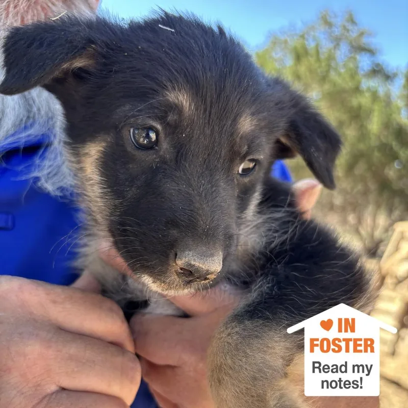 A baby medium-sized female Black German Shepherd Dog dog named Aruba for adoption in Kanab, UT