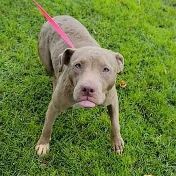 A young medium-sized female Gray / Blue / Silver Pit Bull Terrier dog named Hazel for adoption in Valdosta, GA