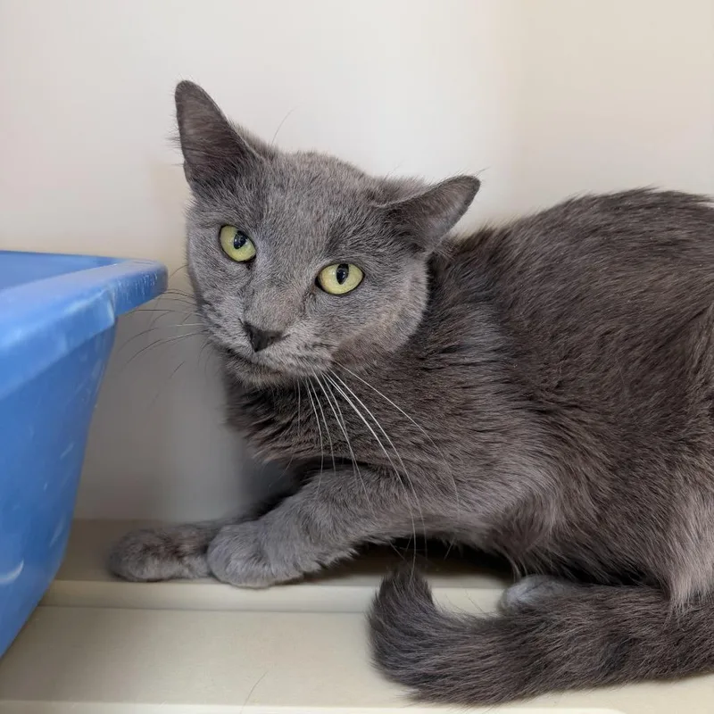 An adult small-sized female Gray / Blue / Silver Domestic Short Hair cat named Acorn for adoption in Cody, WY