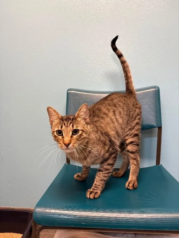 An adult medium-sized male Brown / Chocolate Domestic Short Hair cat named Mint for adoption in Fort Collins, CO
