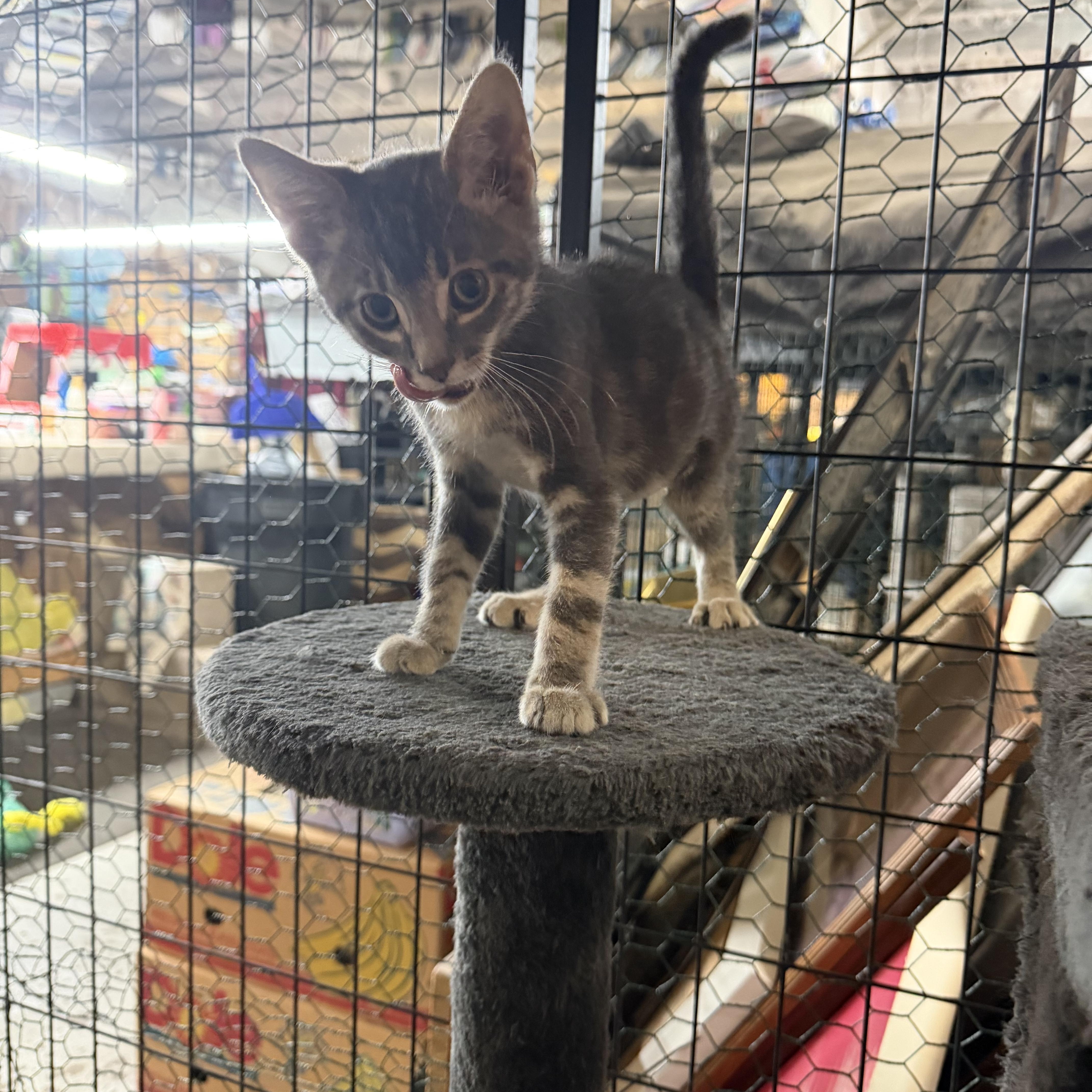 A baby small-sized male Tabby (Gray / Blue / Silver) Domestic Short Hair cat named Earl for adoption in Mauston, WI