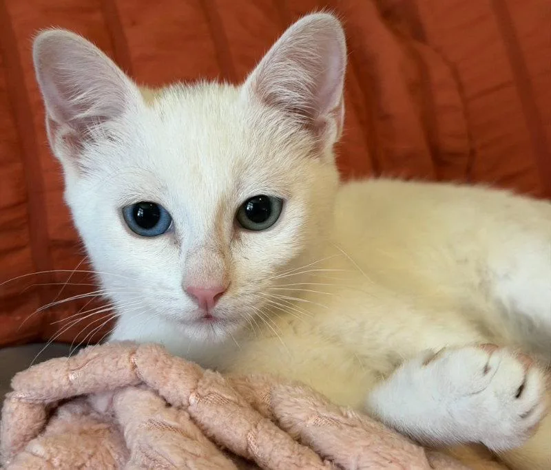 A baby medium-sized female Tabby cat named Chiquitita for adoption in MONTGOMERY, TX