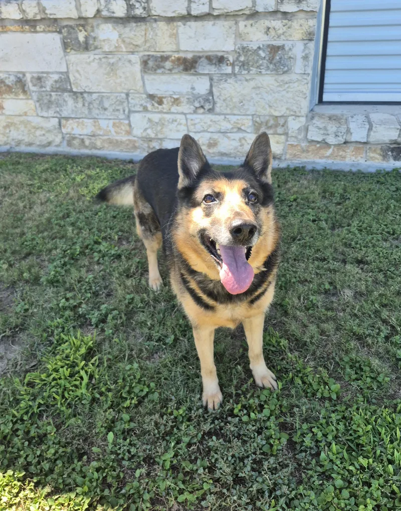 An adult large-sized female German Shepherd Dog dog named Lizzie for adoption in Schertz, TX