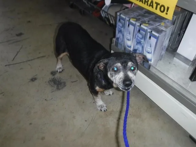 A senior small-sized female Beagle dog named Snyder for adoption in Miami, FL