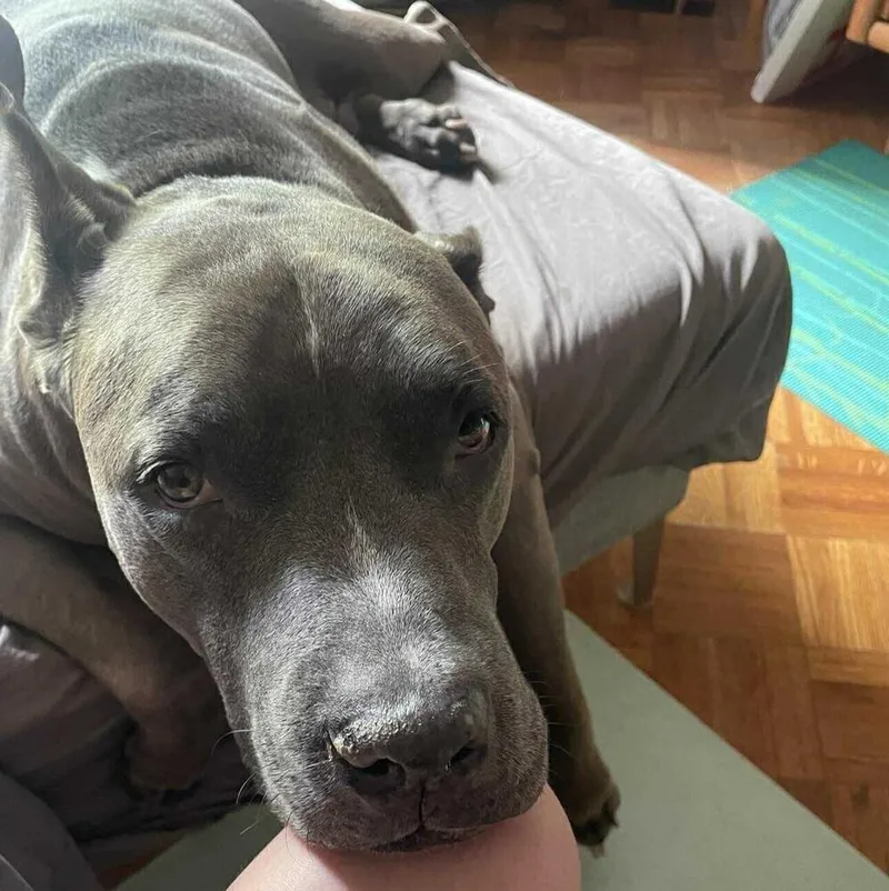 Blue Shell thumbnail 2