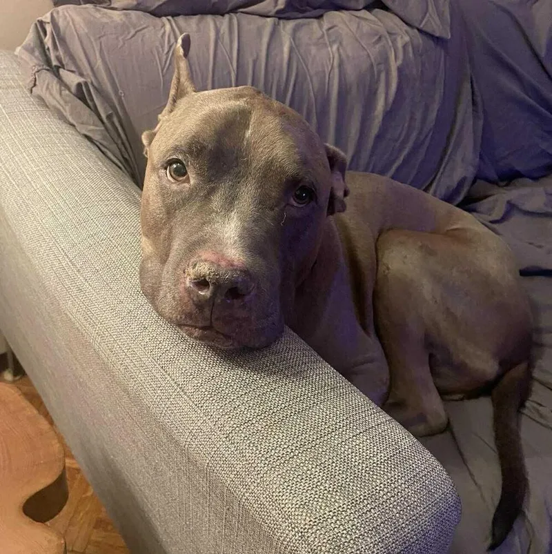 Blue Shell thumbnail 5