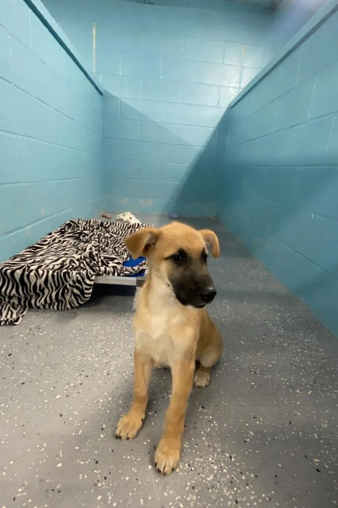 A baby medium-sized female Collie dog named Paisley for adoption in Seven Points, TX