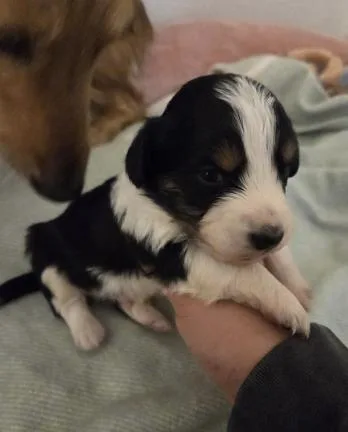 A baby small-sized male Dachshund dog named Jamie for adoption in Arlington, TX