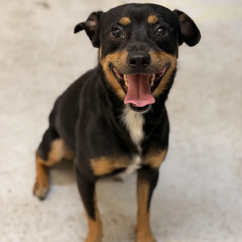 An adult small-sized male Tricolor (Brown, Black, & White) Chihuahua dog named Mac Daddy for adoption in Marfa, TX