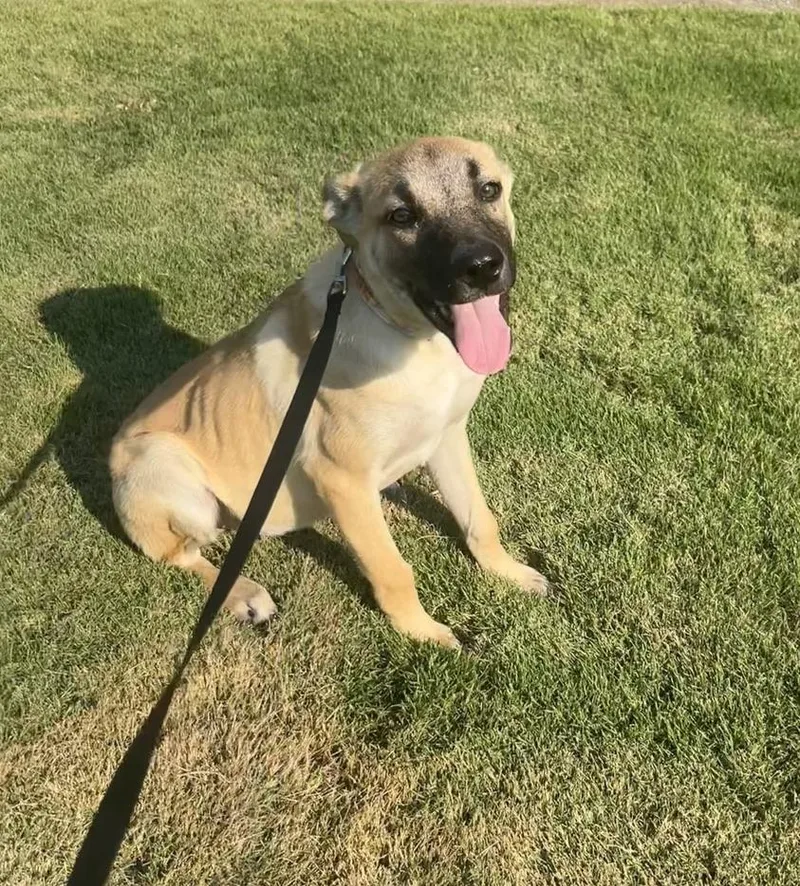 A baby medium-sized female Shepherd dog named Daisy for adoption in Pelham, AL
